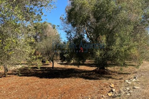Helårsgrund i Carovigno, Brindisi, Carovigno - € 29.000 | Ref: 122781 - foto 5